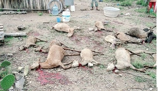 Illustration for article titled In Mexico, chupacabras are blamed for 300 goat beheadings